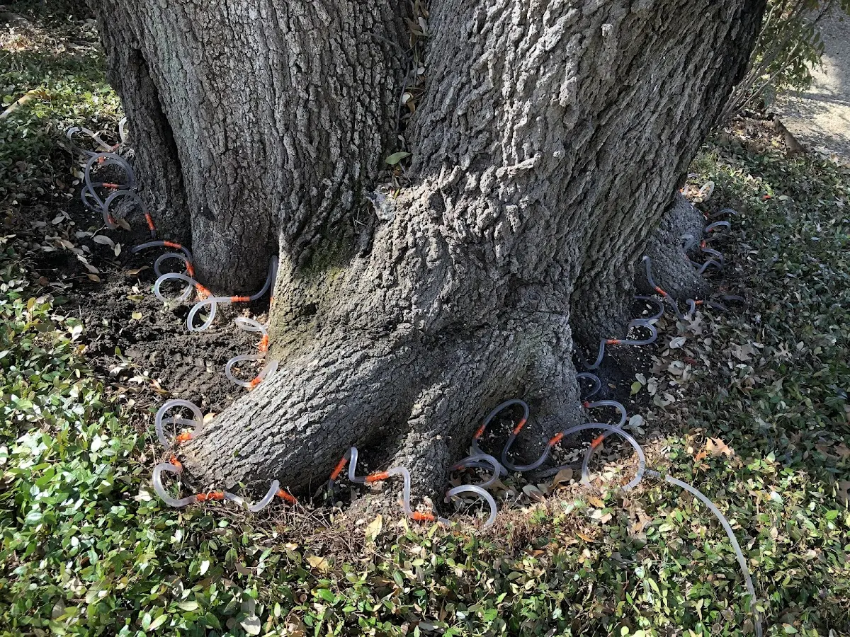 Detailed Tree Cabling and Bracing job site in Seal Cove