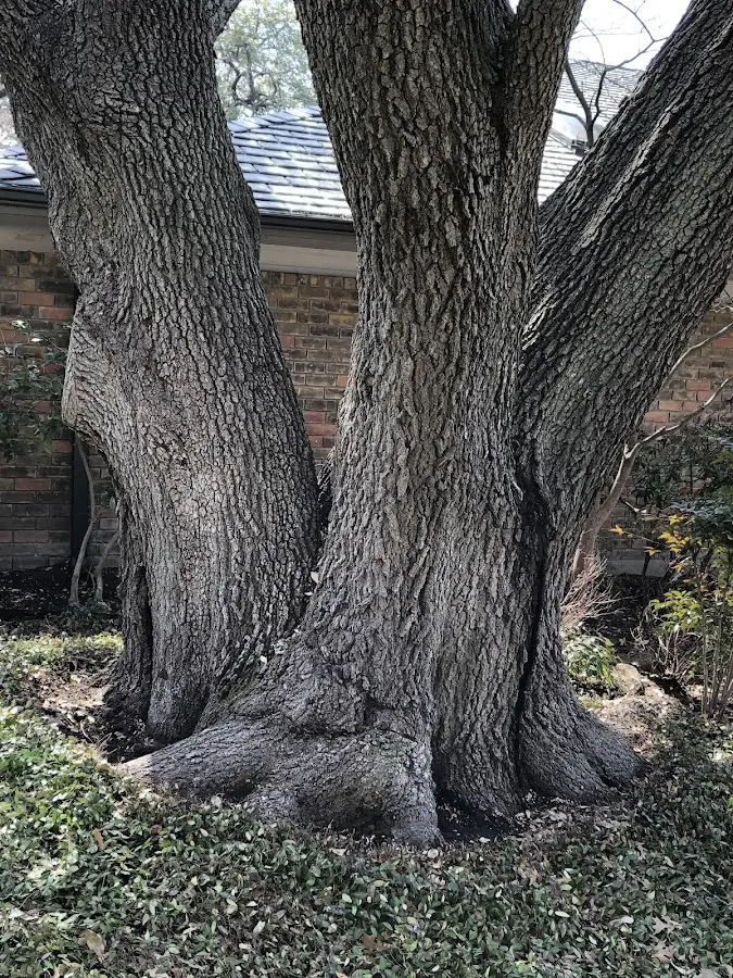 Mature heritage tree close to a Seal Cove property cared for by certified arborists